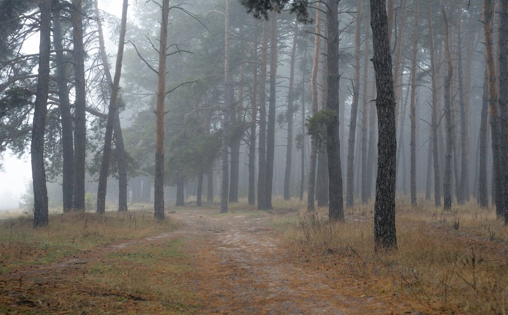 Photograph by Александр Плисик