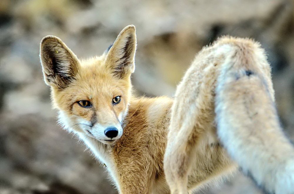 Photograph by DAMOUN POURNEMATI