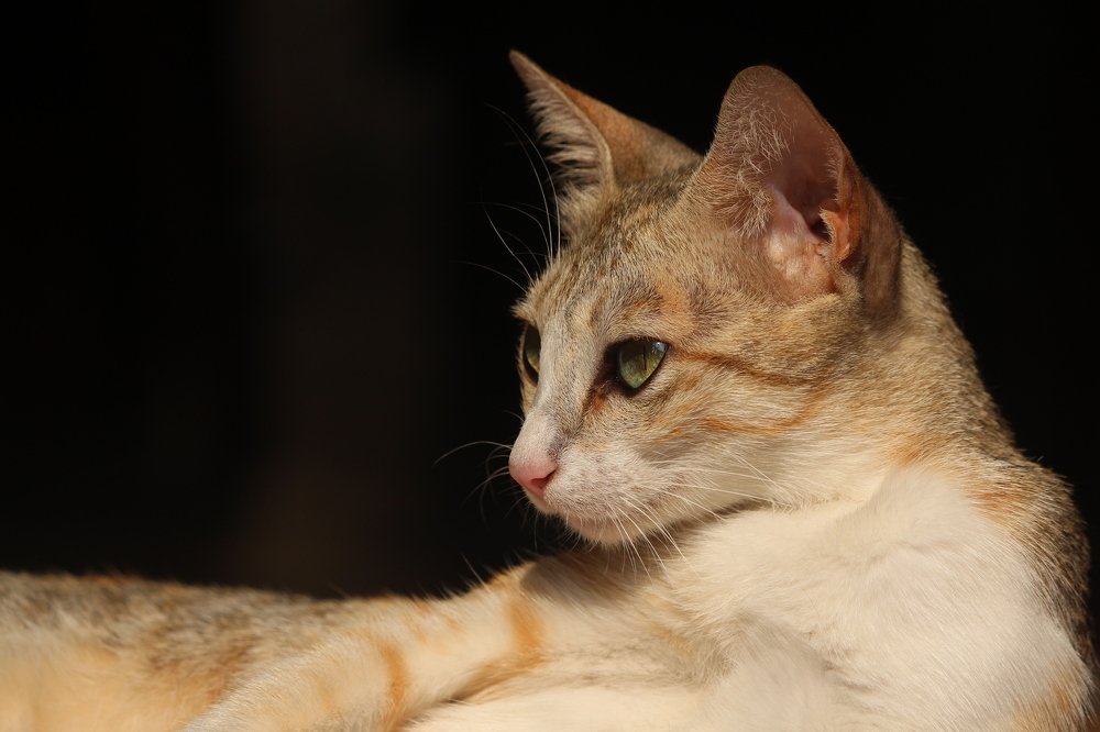 Photograph by Rijas Galleria