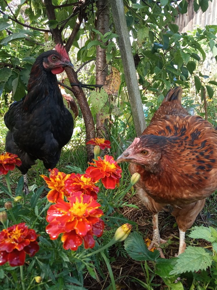 Photograph by Любовь Шаврина