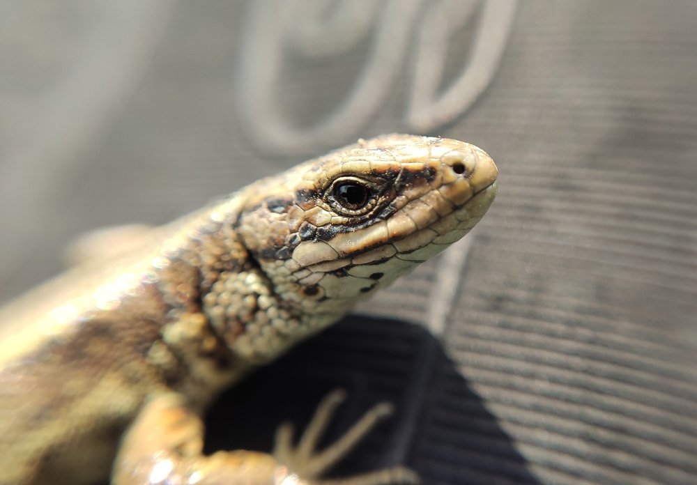 Фотография автора Станислав Ермолин