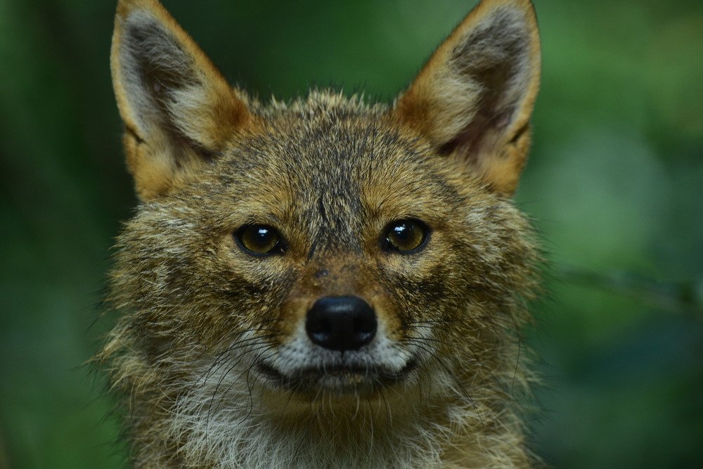 Photograph by Ivo Damen