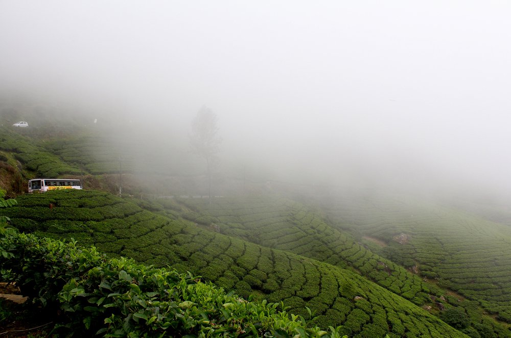 Munnar, Kerala