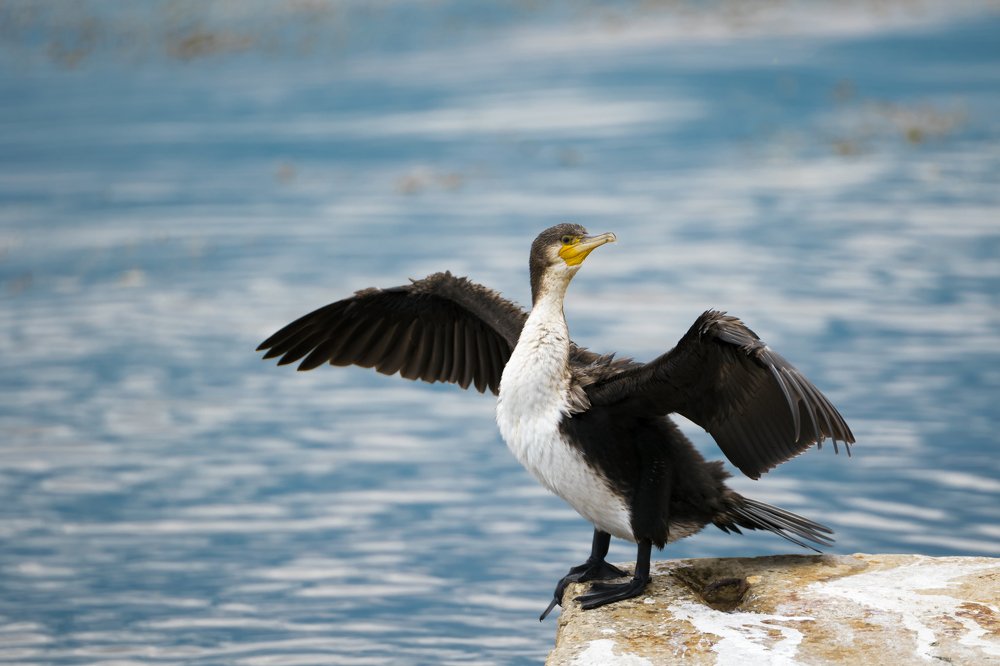 Большой Баклан проблема Волги.