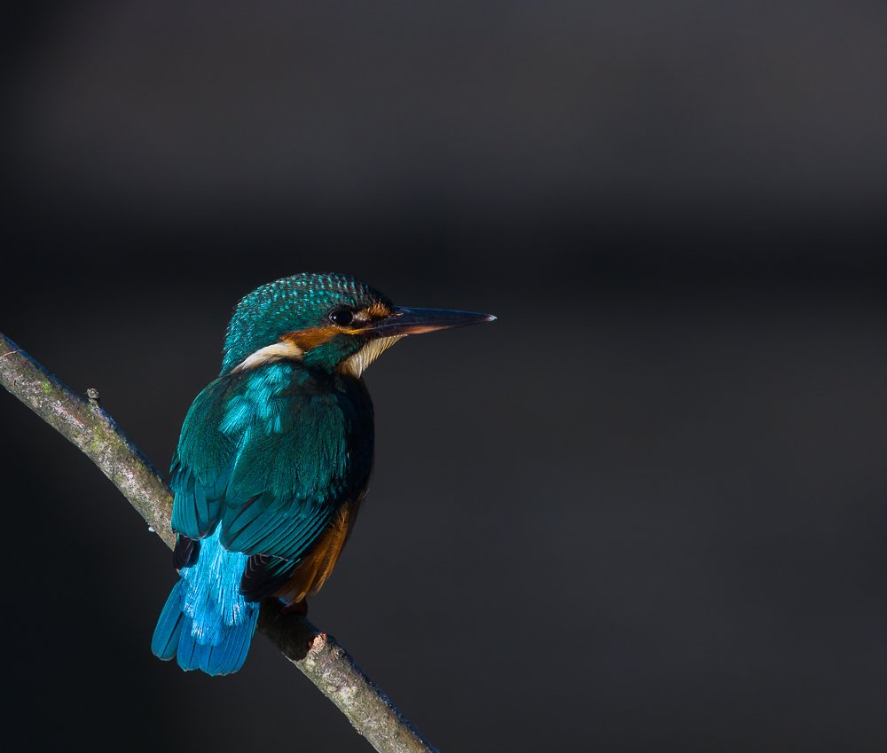 Joven Martin Pescador