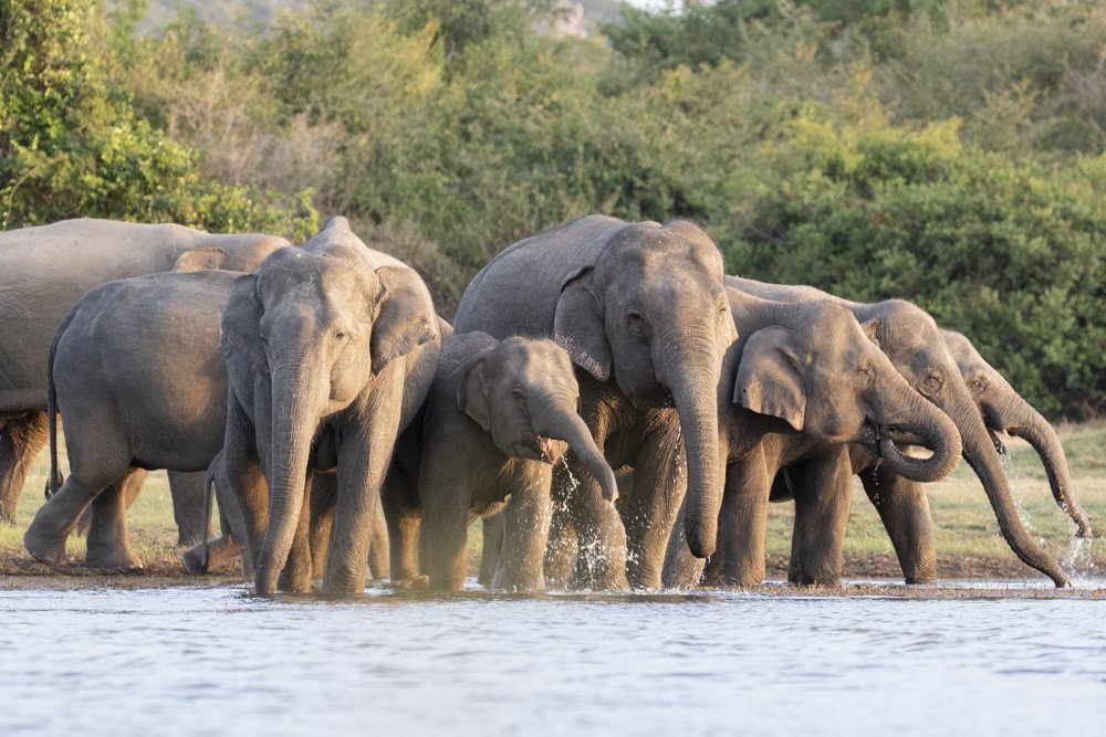 Photograph by Senadheera Danushka