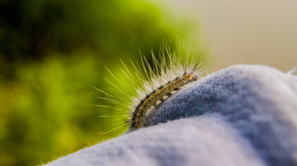 Photograph by Sveto Mamlic