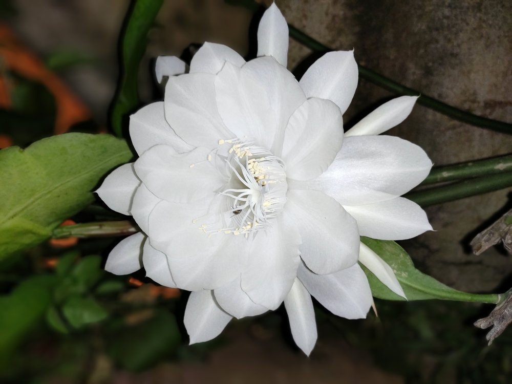 Photograph by Diwakaran D