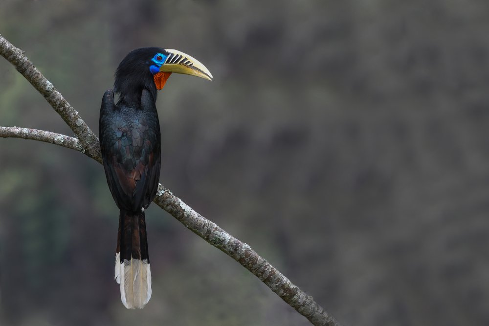 Rufous-necked Hornbill Female