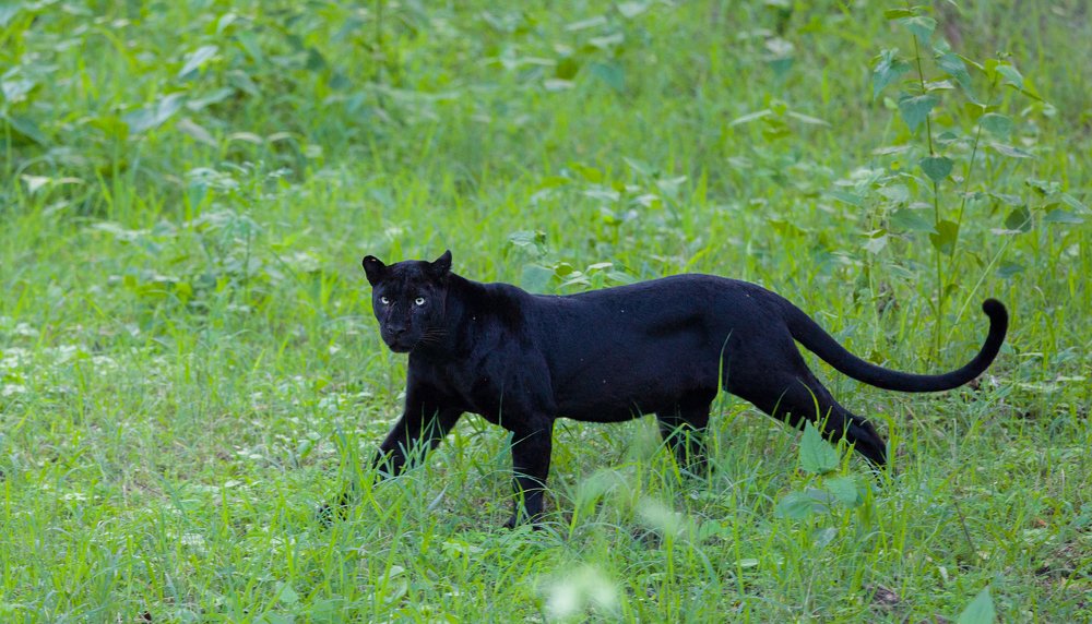 Phantom of the Forest