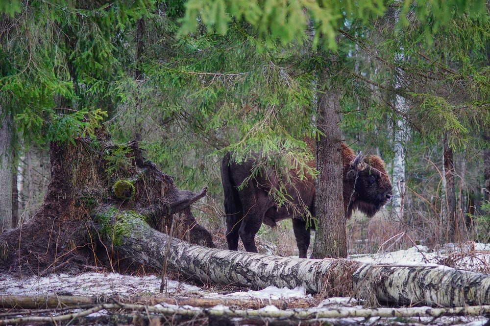 Photograph by Светлана Ульянова