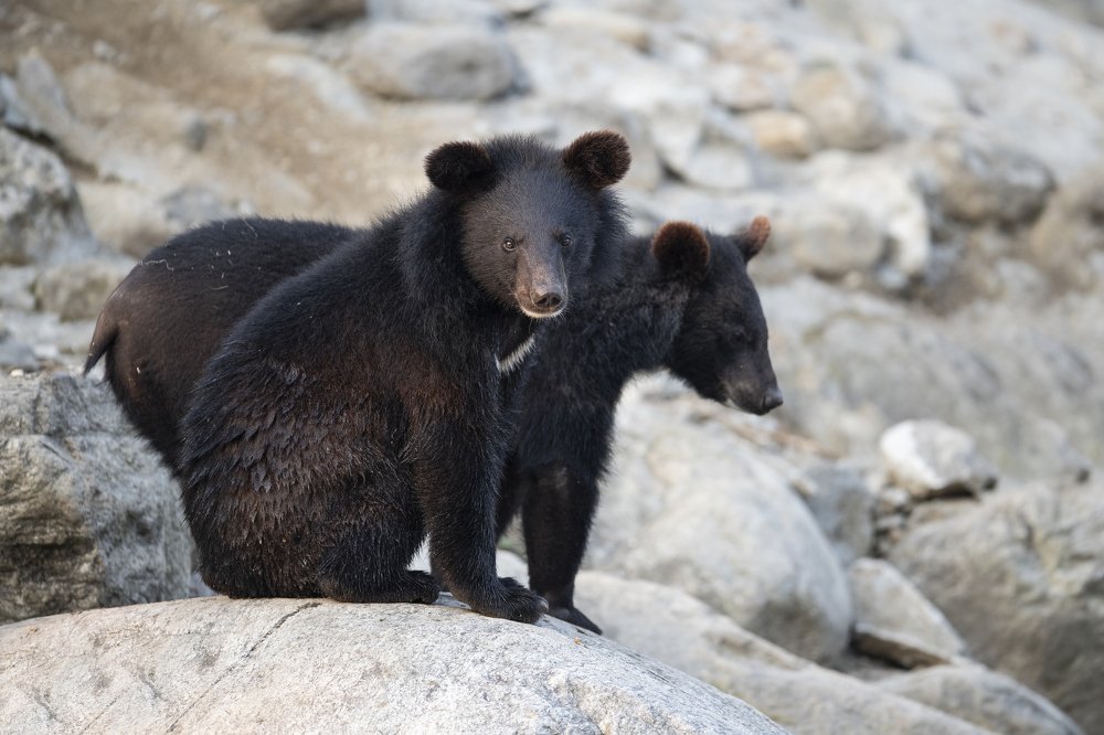 Himalayan Black Bear