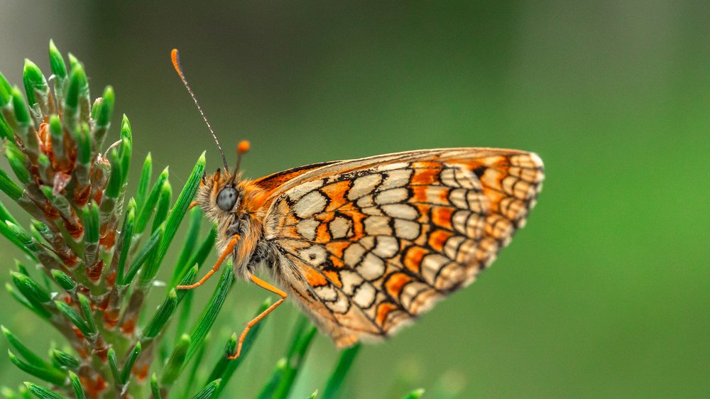 Photograph by Ольга Линк