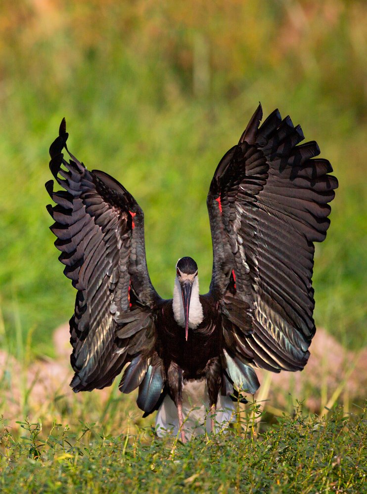 Wolly Necked Stork