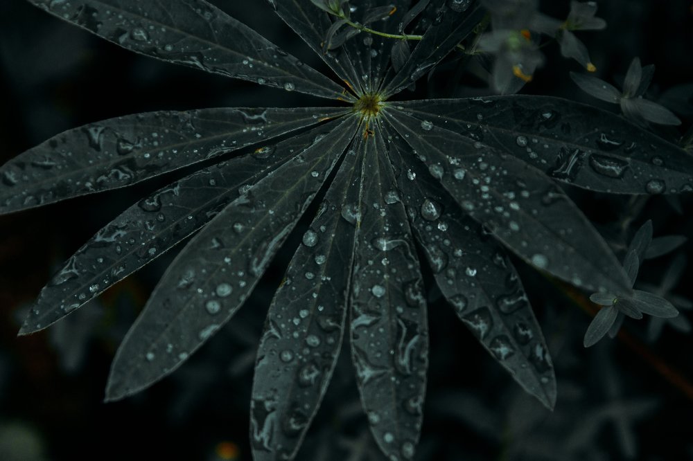 Photograph by Екатерина Авдеева