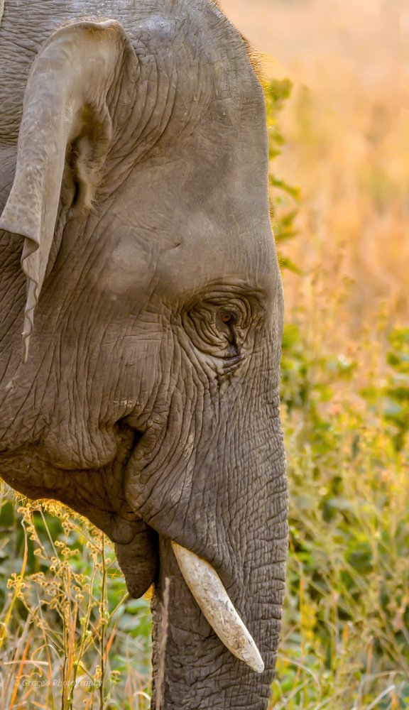 Фотография автора Grace Rani