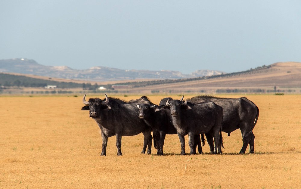 Фотография автора Ismail SAIDI
