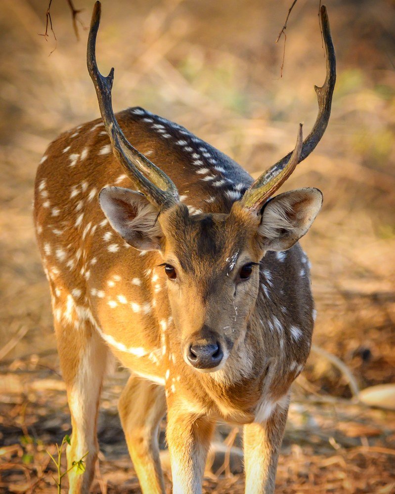 Фотография автора Grace Rani