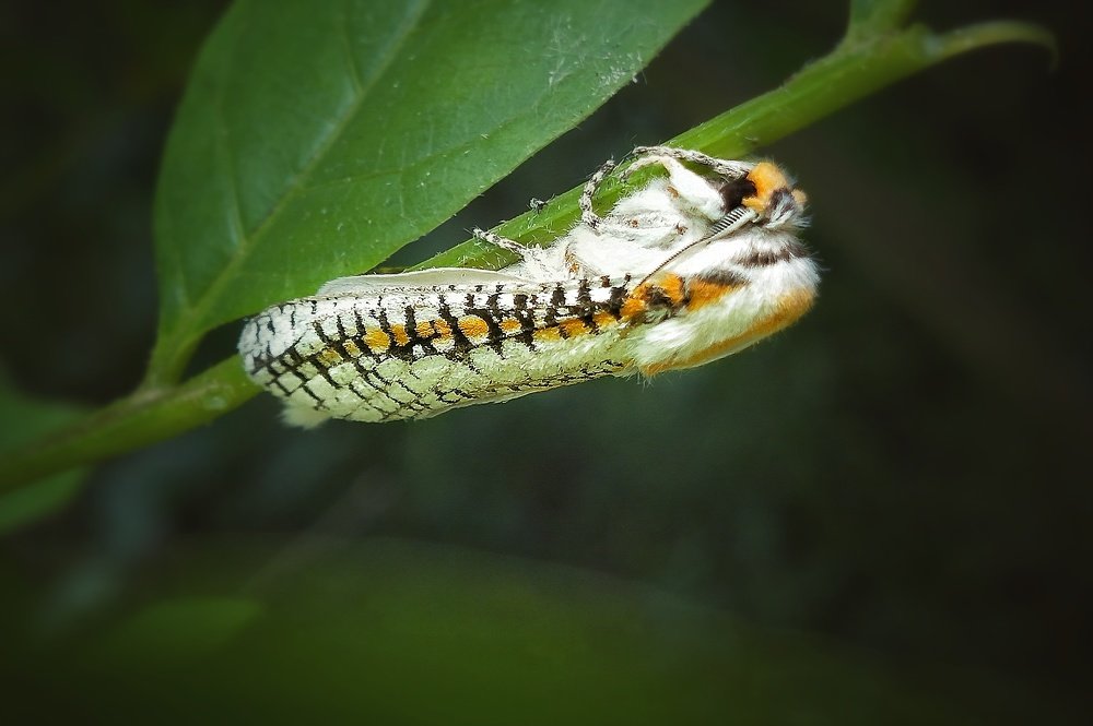 Moth