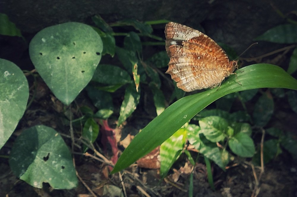 Photograph by Tofayel Sujon