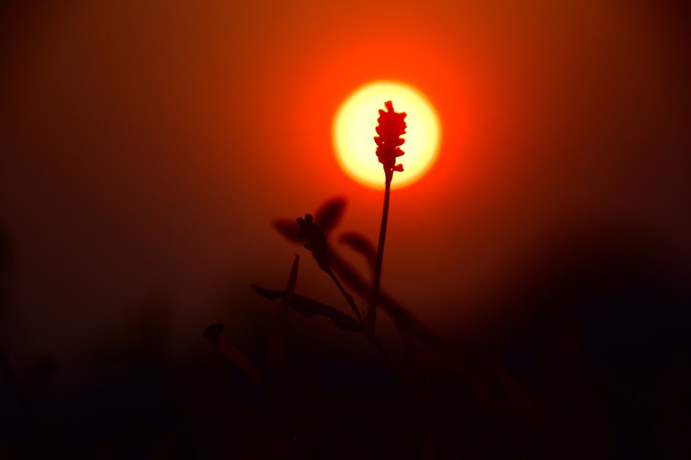 Photograph by Swarup Das
