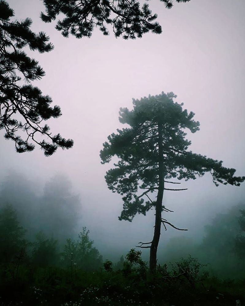 Фотография автора Mansoor Heydaryan