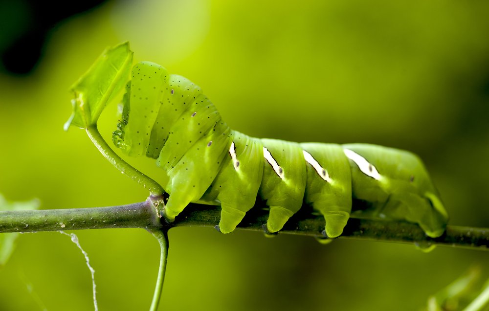 Photograph by Guillermo Reza Diaz