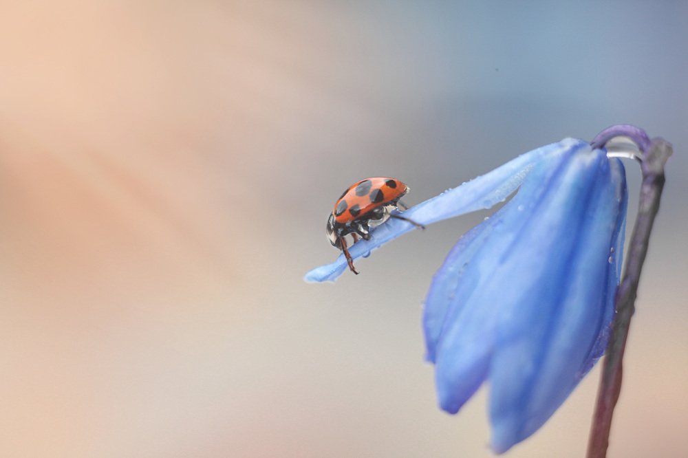 Photograph by Алина Евсеева