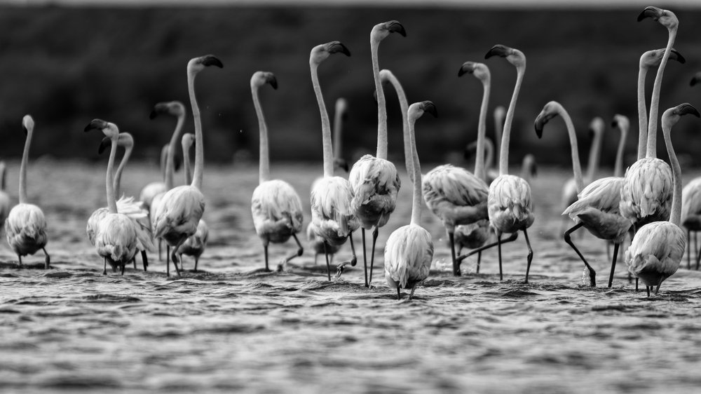 Flamingos courtship dance