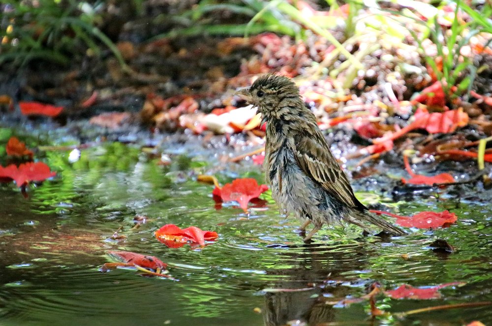 Photograph by Irina Radzinskaya