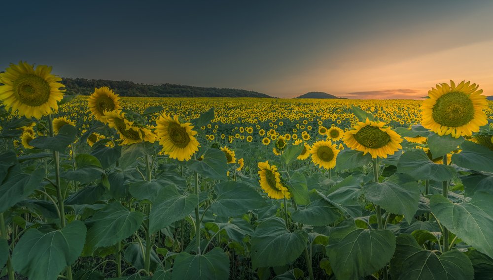 Photograph by Venelin Dimitrov