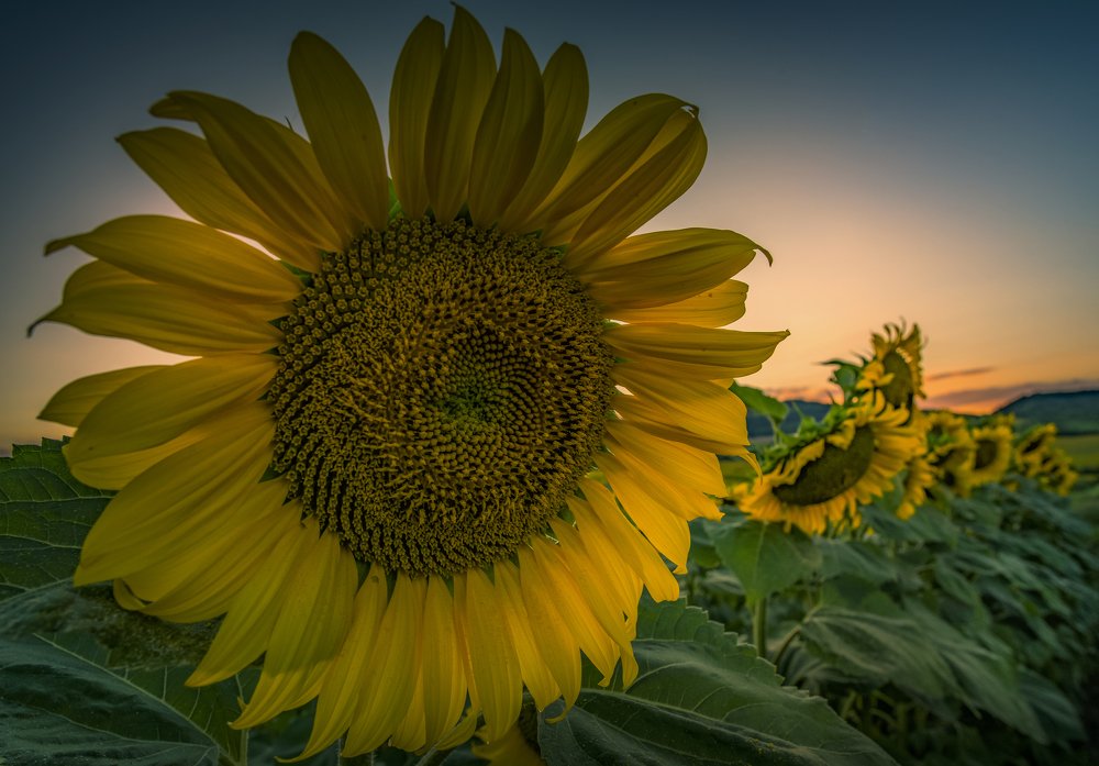 Photograph by Venelin Dimitrov