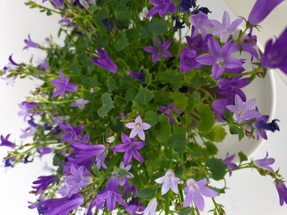 Пришла весна