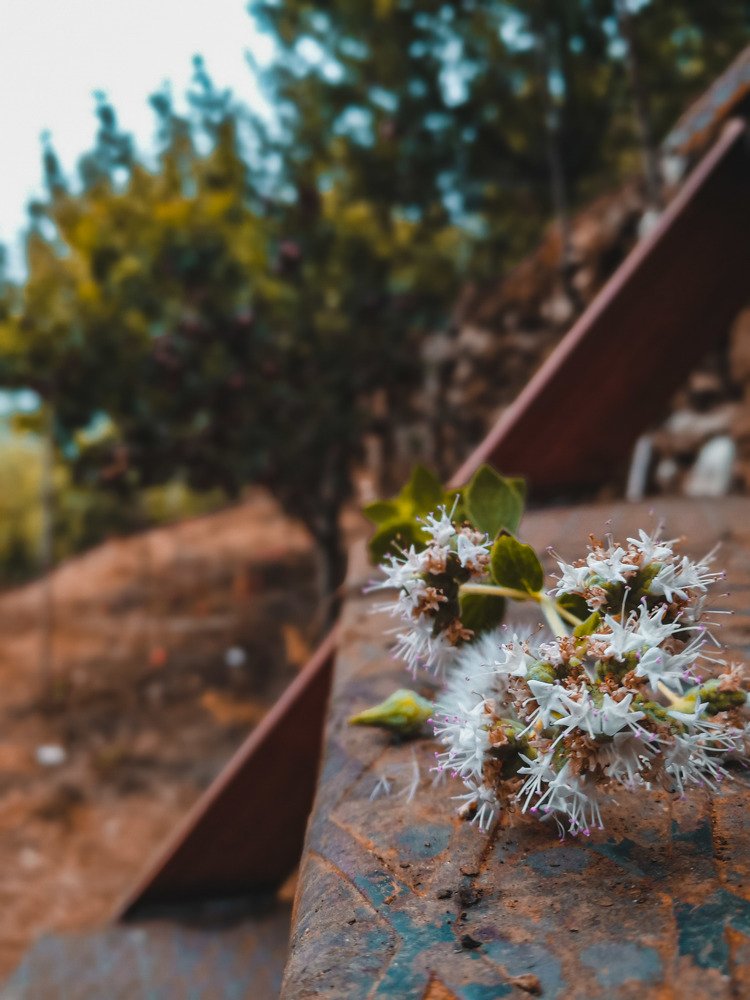 Photograph by Houda Kabbara