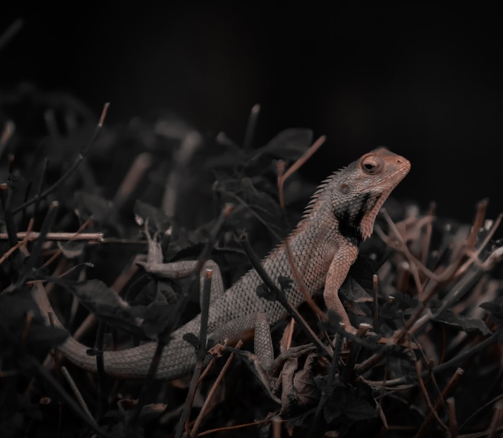 Photograph by AJAY KUMAR