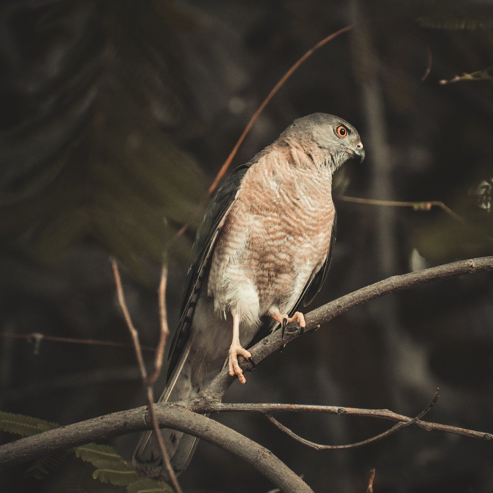 Photograph by AJAY KUMAR