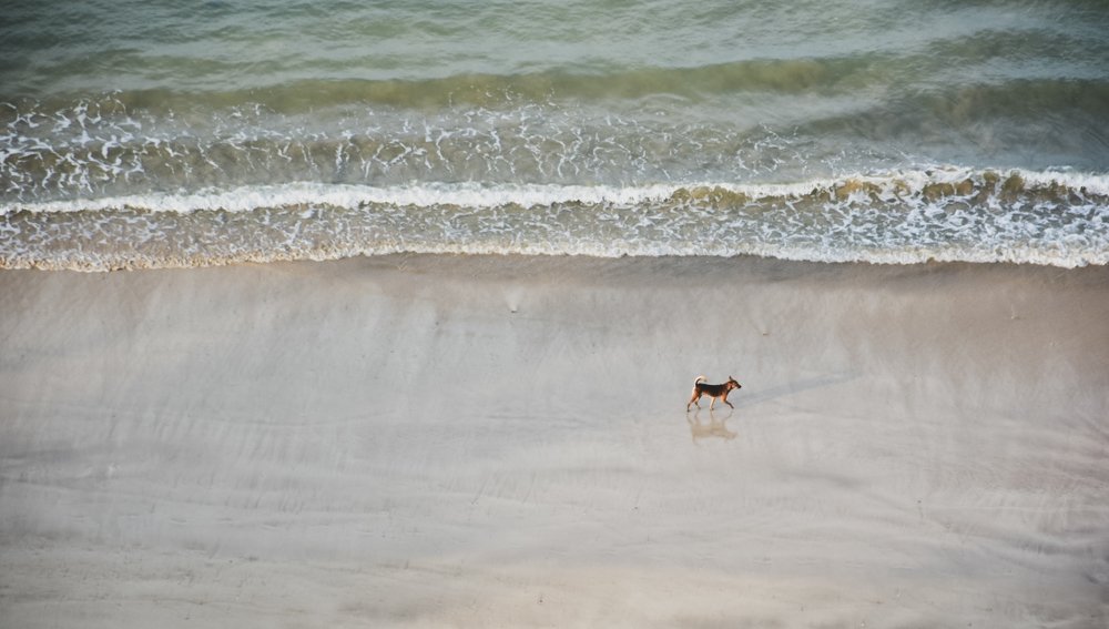 Photograph by Niroshan Wijesinghe