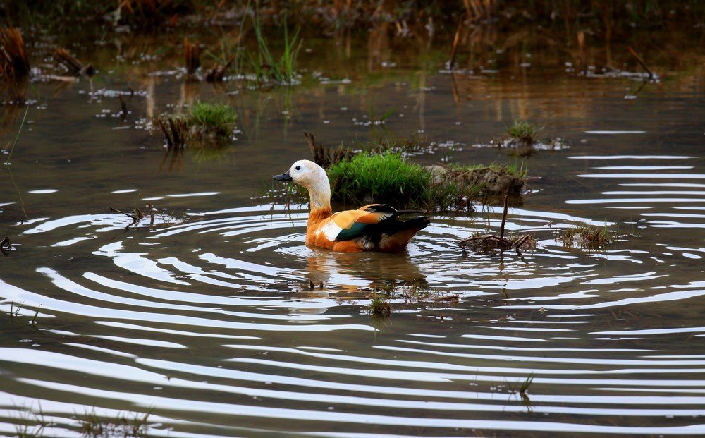Фотография автора Leki Wangdi
