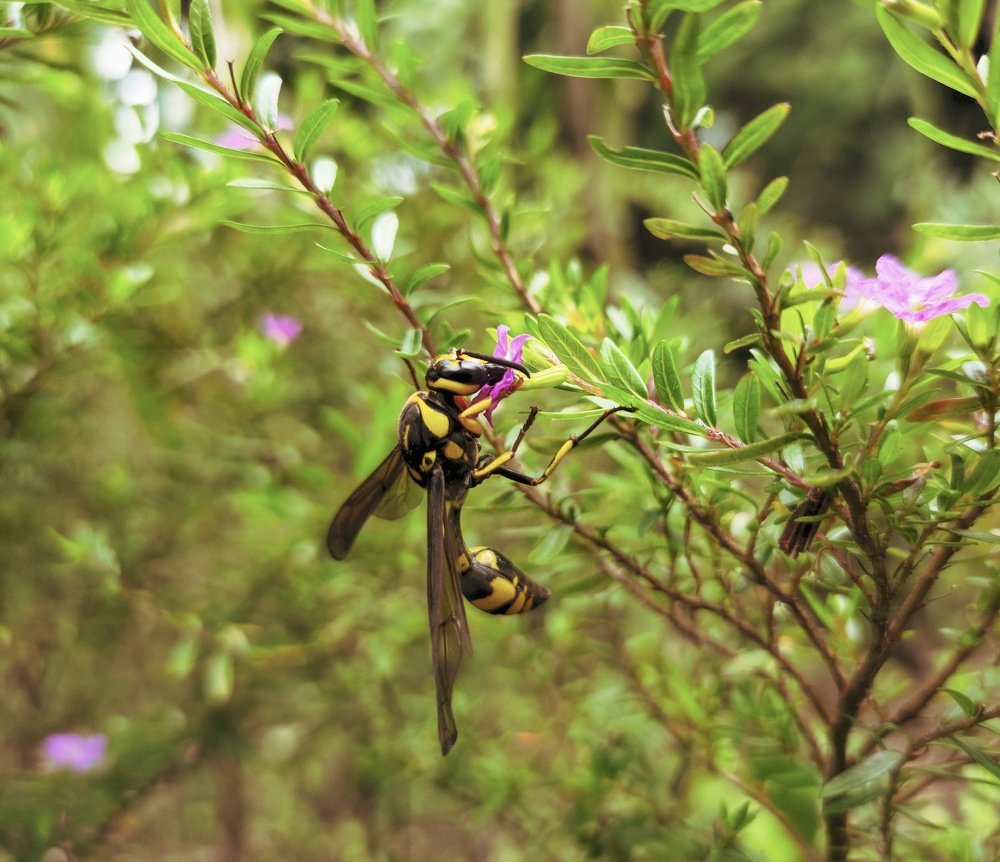 Busy Bee