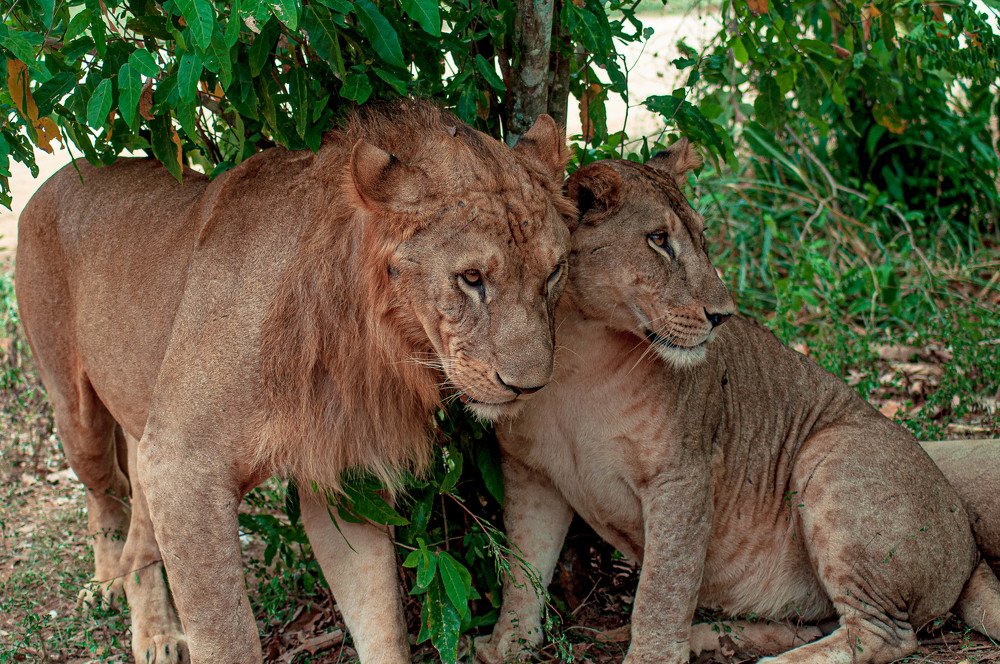 Love of Lion Couple