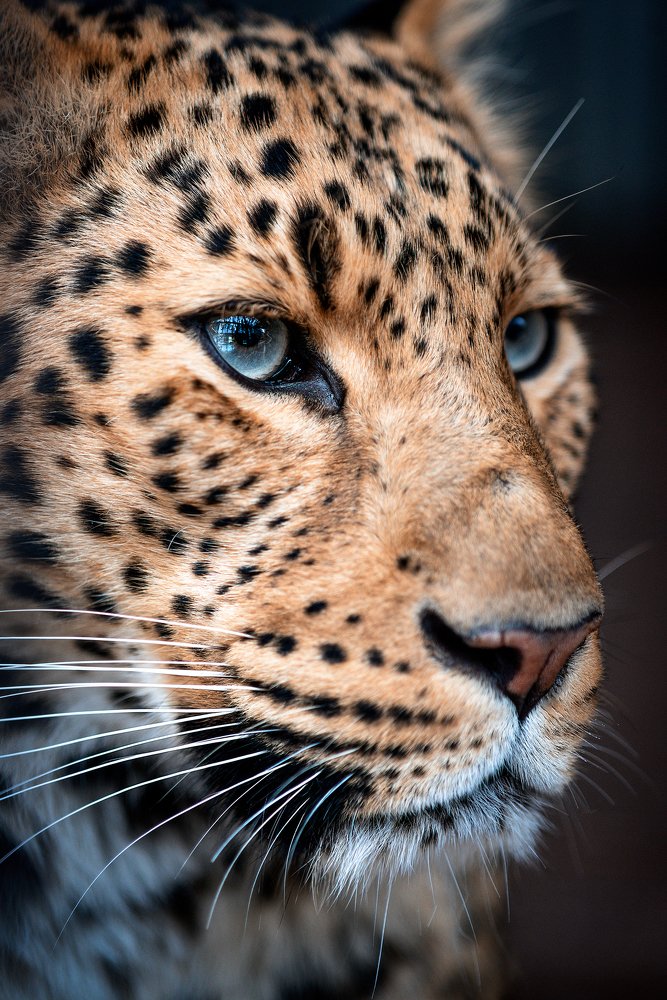 Photograph by Сергей Скоробогатов