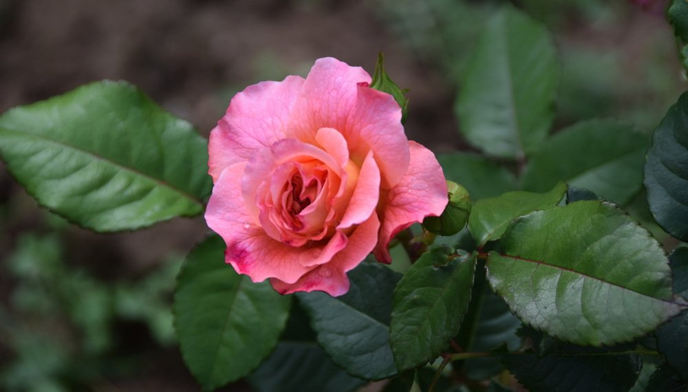 роза.... живая роскошь - отточен каждый нежный лепесток....