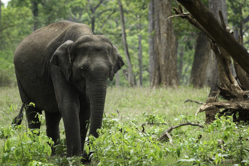THE ASIAN ELEPHANT