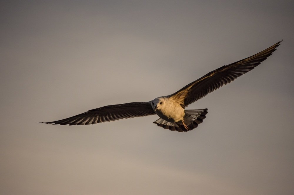 Фотография автора Алексей Боровик
