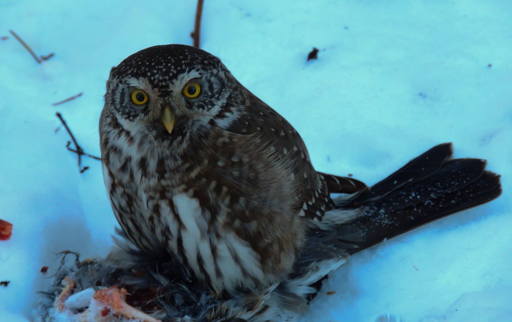 Обед хищника.