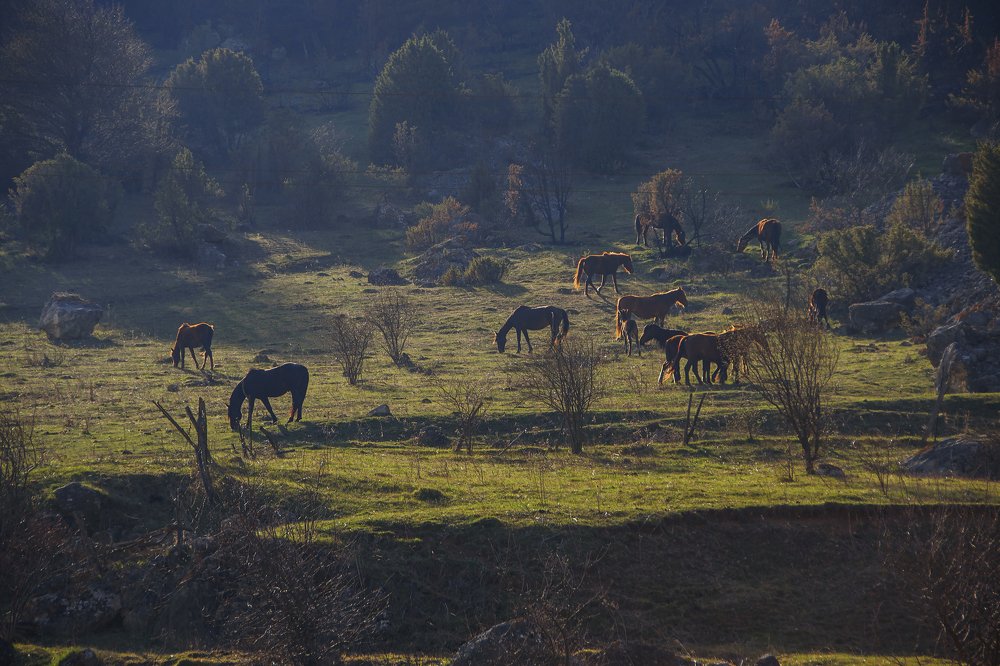 Photograph by Ирина Короткая