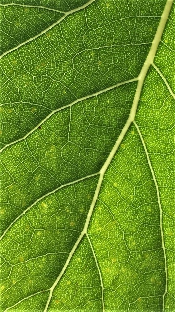 poplar leaf veins