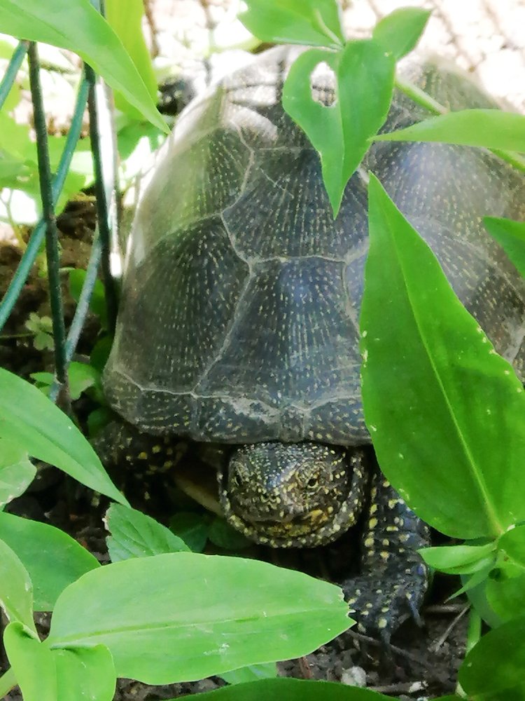 Незванный гость