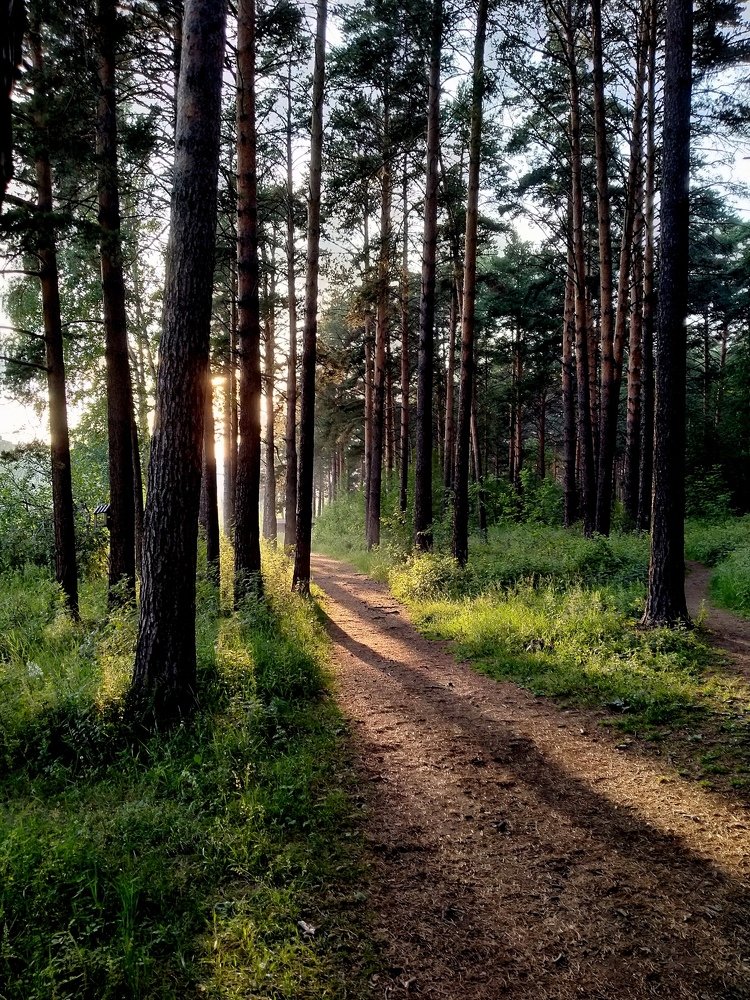 лесной тропинкой