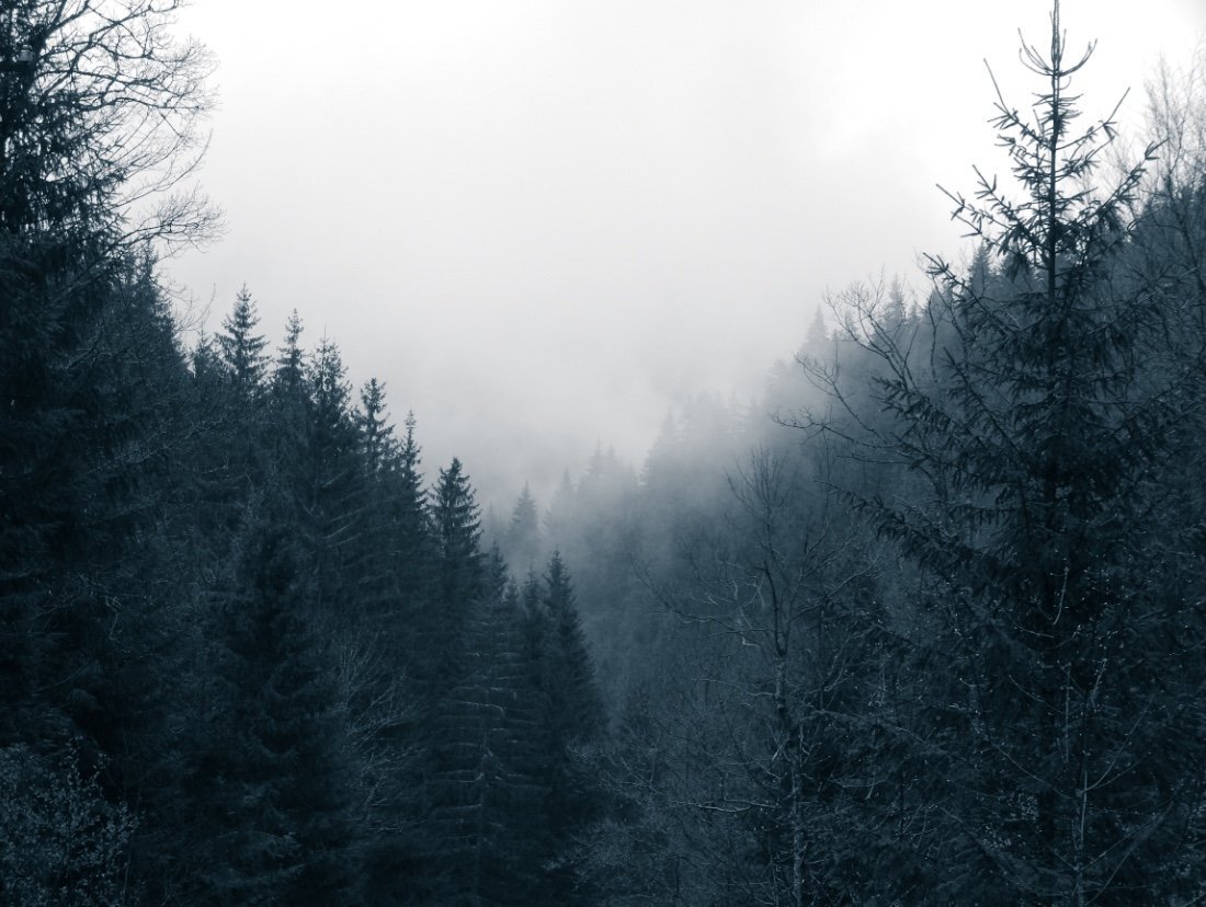 Photo #4754980
